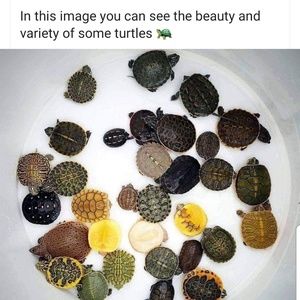 Meet your Posher, Tricia